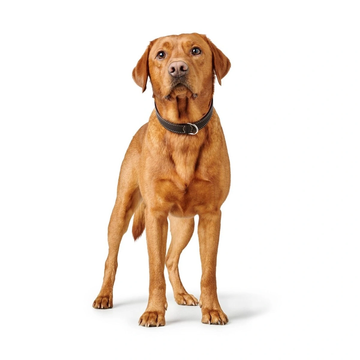 Hunter Hundehalsbånd læder Canada Elg Str.35 Sort/Cognac - 24-30 cm